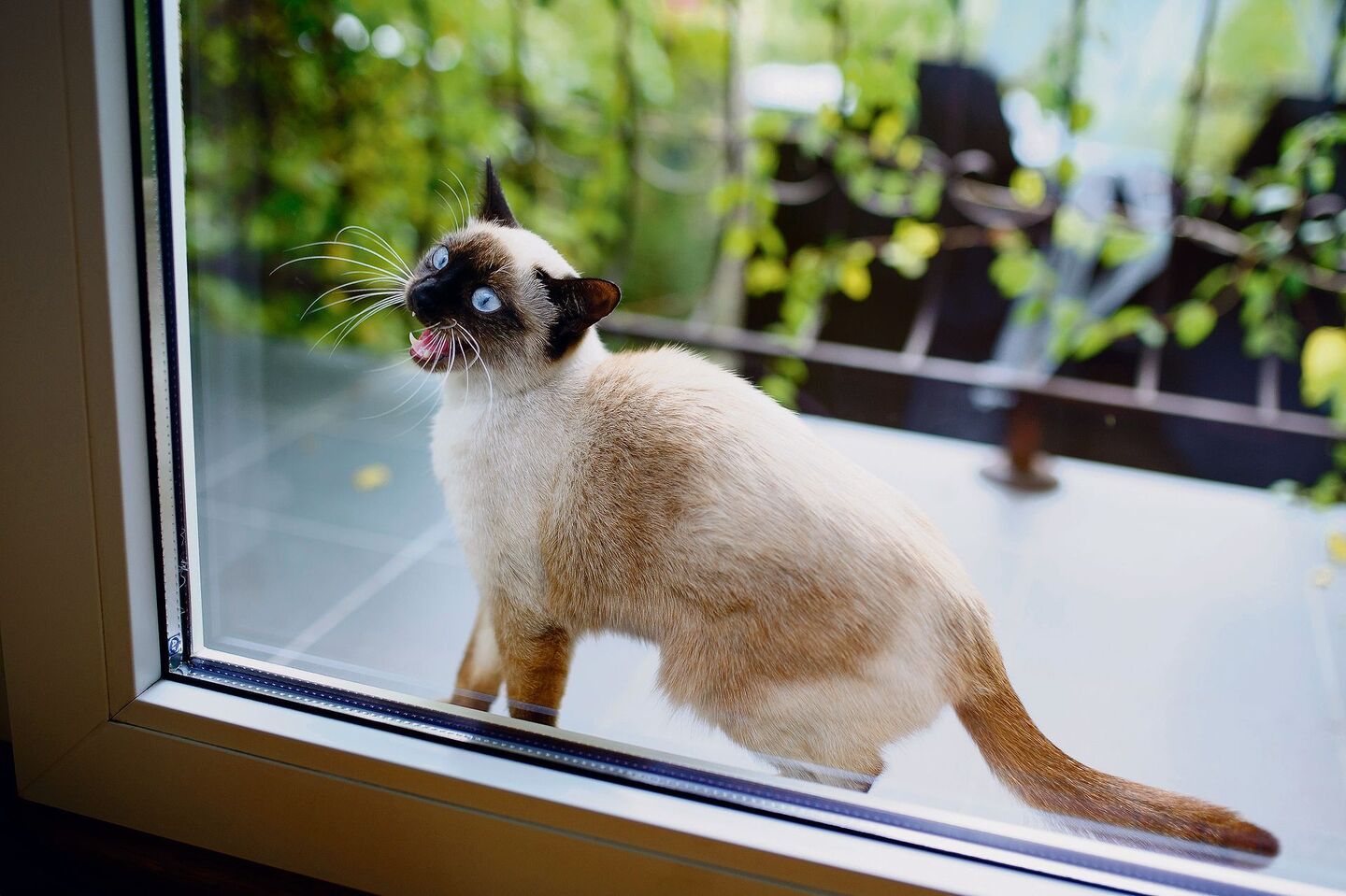 Katze vor Balkontür