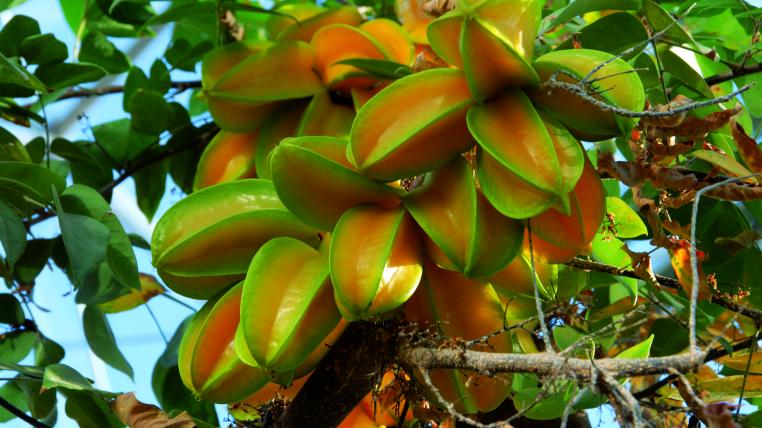 karambole2-z.jpg