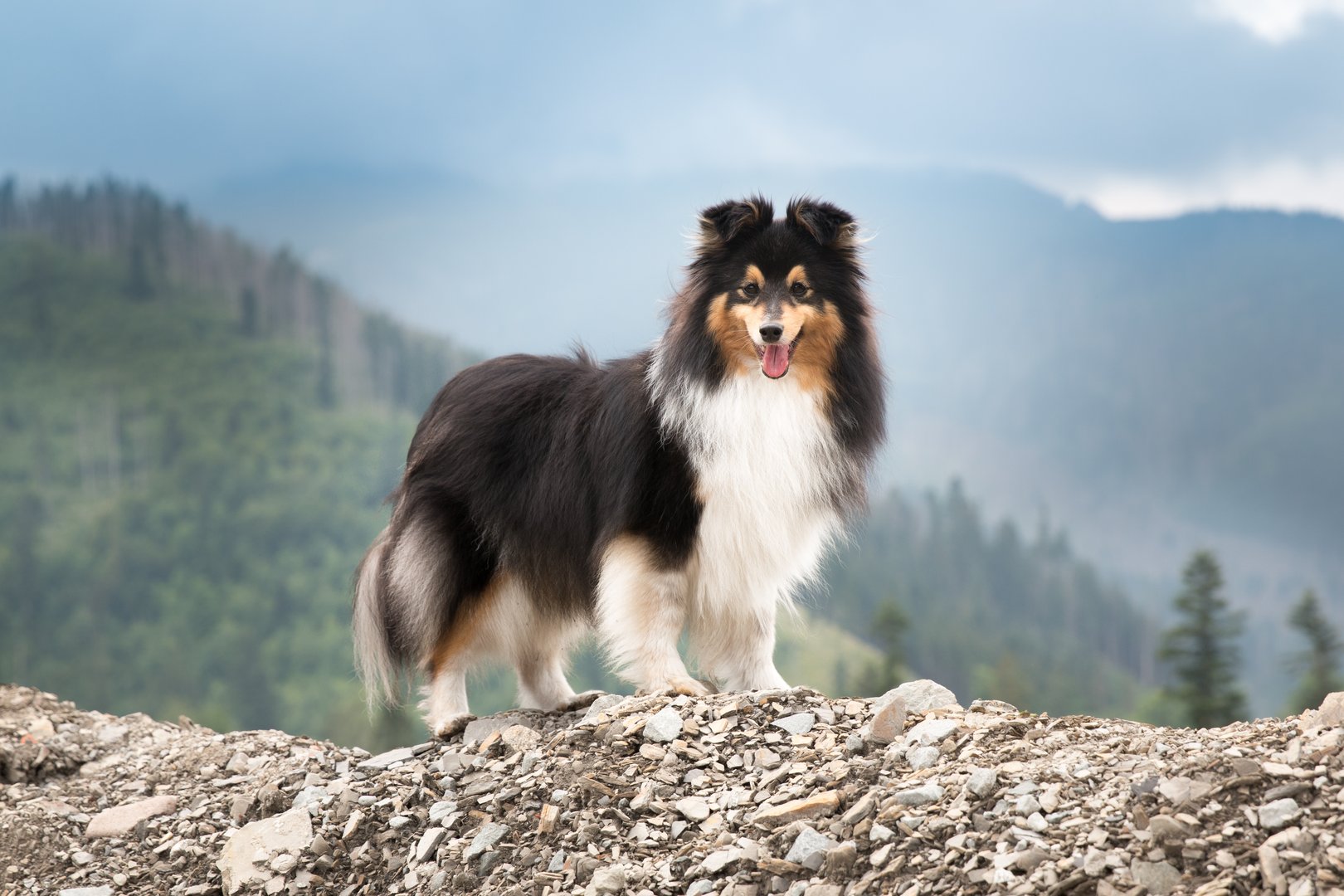 Sheltie: Treuer Familienhund mit Hüteinstinkt und feinem Gespür