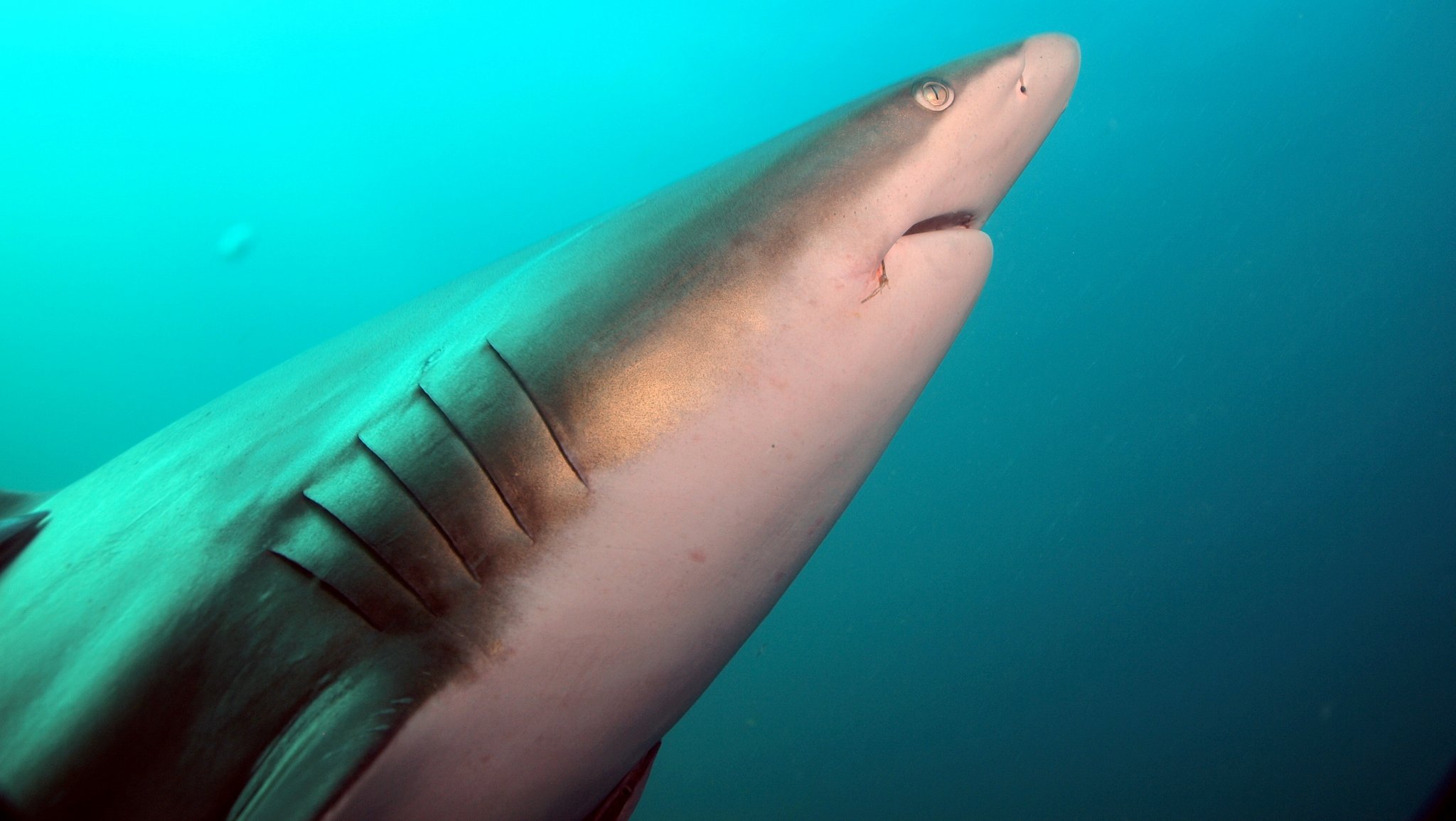 Wie atmen Fische unter Wasser?
