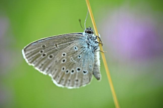 01-kleiner-moorblaeuling.jpg