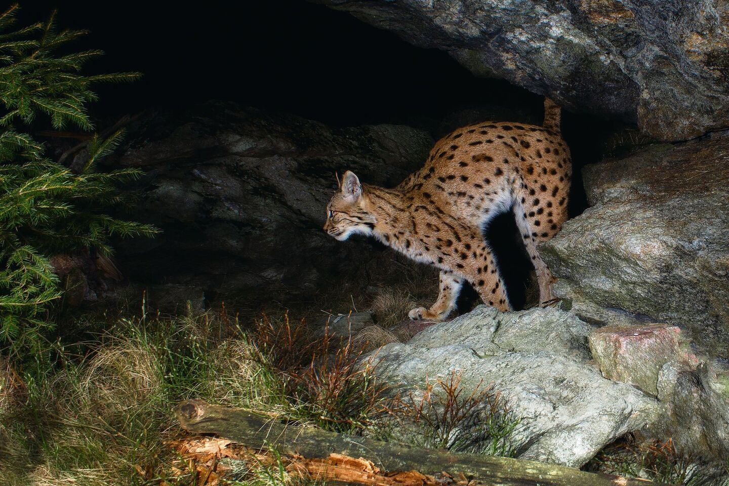 Wie werden Wildtiere gezählt?