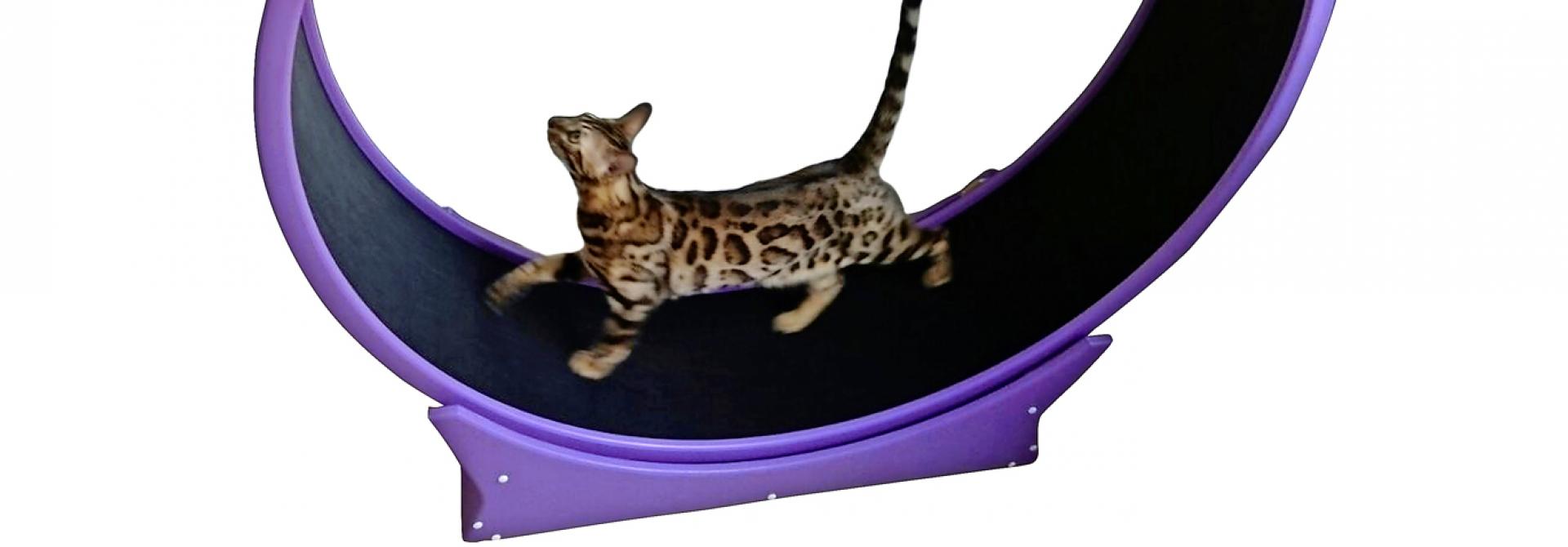 Katze im Laufrad