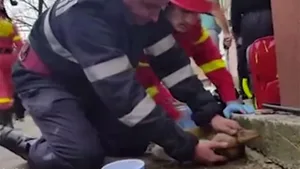 Feuerwehrmann beatmet Hund in Rumänien