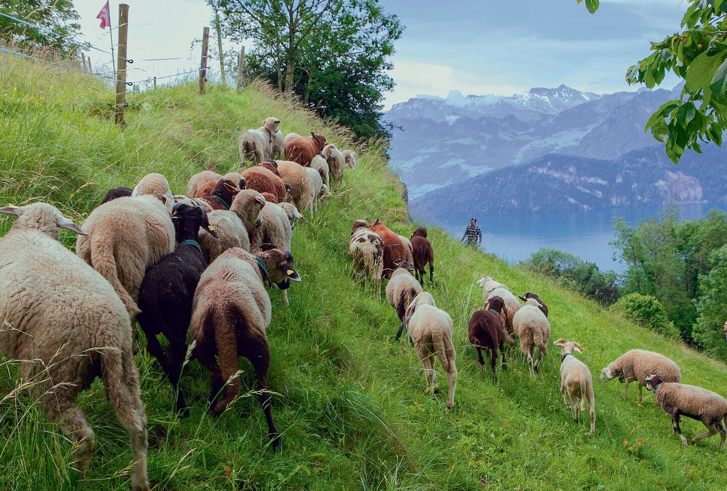 Weiden im steilen Gelände.