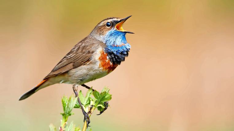 Blaukehlchen singt