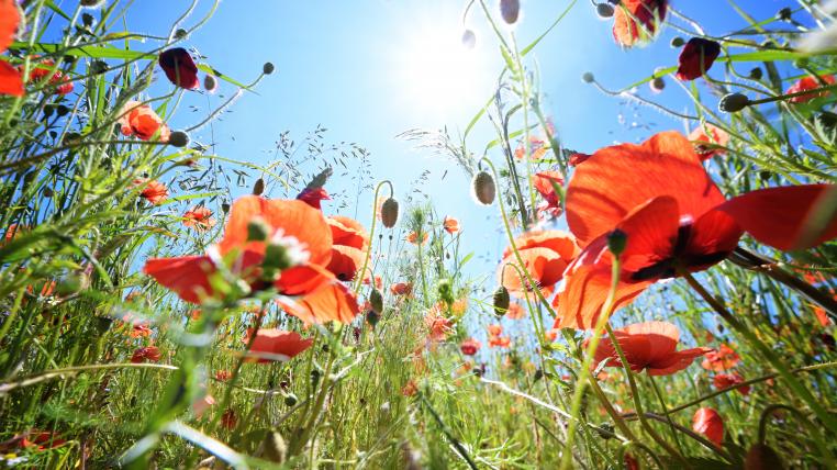 Klatschmohn in der Wiese