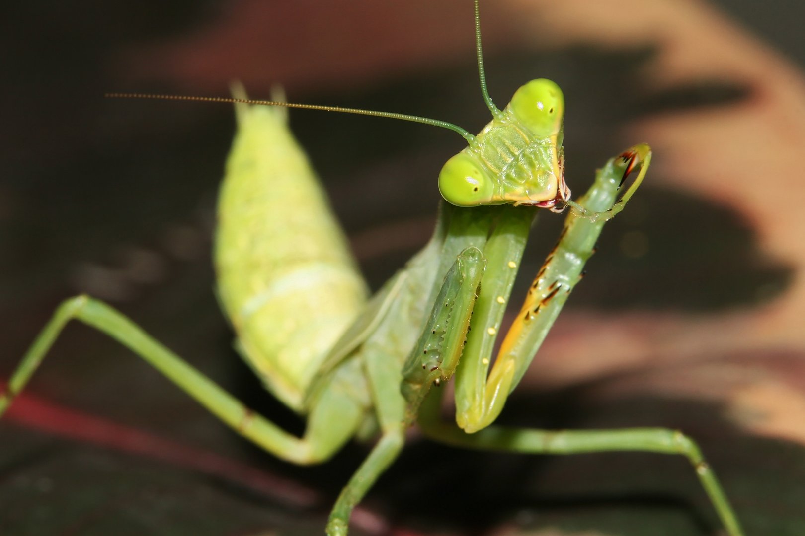 Beliebte Exoten und die Lücke im Schweizer Tierrecht