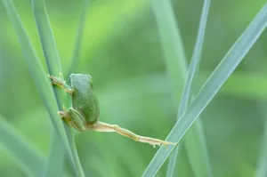 1. Preis «Kleine Wildtiere auf Wanderschaft»: ein kletternder Laubfrosch im Schilf, fotografiert in Uster ZH von Astrid Hauzenberger aus Nänikon ZH.