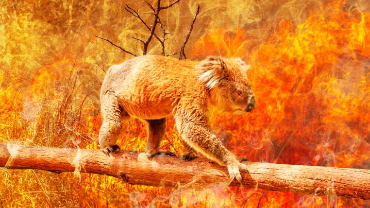 Koala flieht vor Buschbrand in Australien