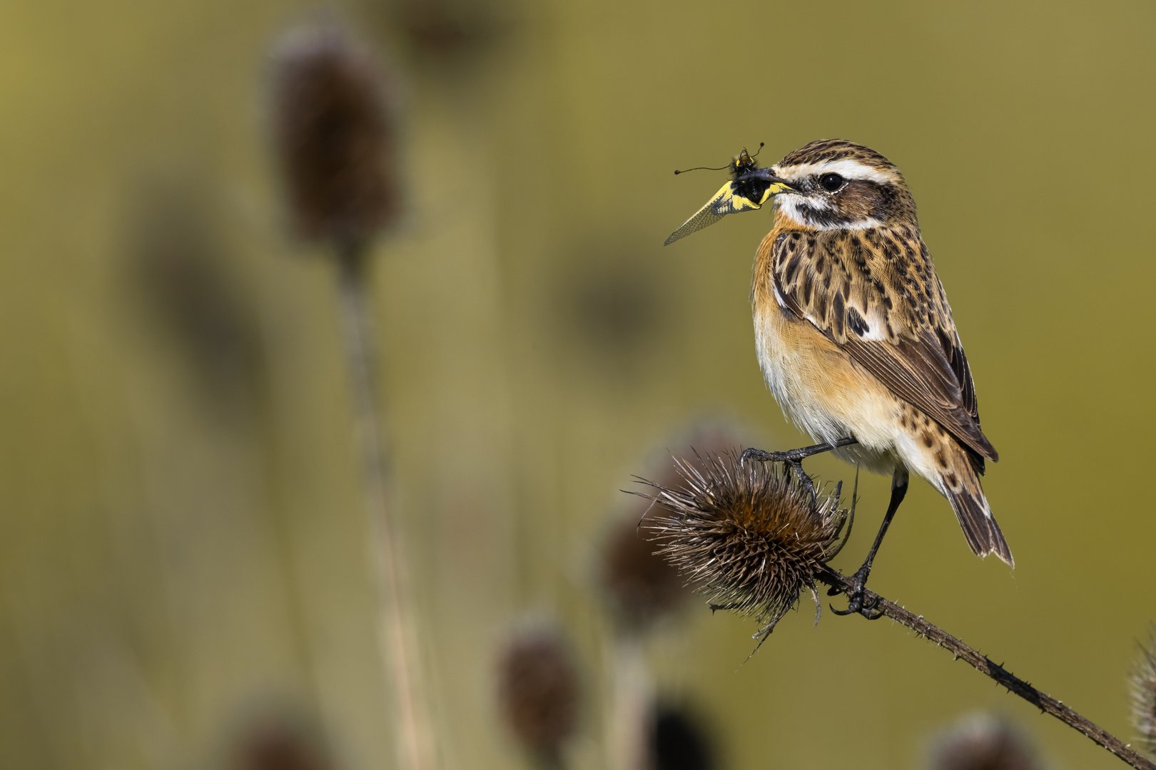 Stiaccino; Whinchat; Saxicola rubetra