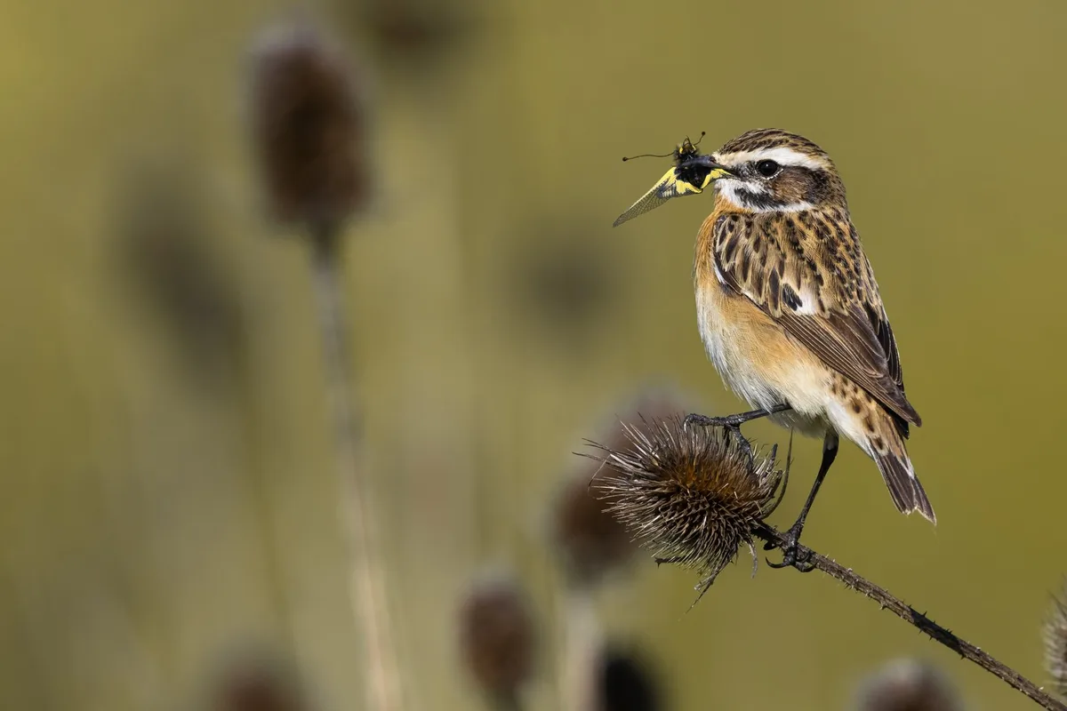 Braunkehlchen_Occhiato_Daniele_0037 Stiaccino; Whinchat; Saxicola rubetra