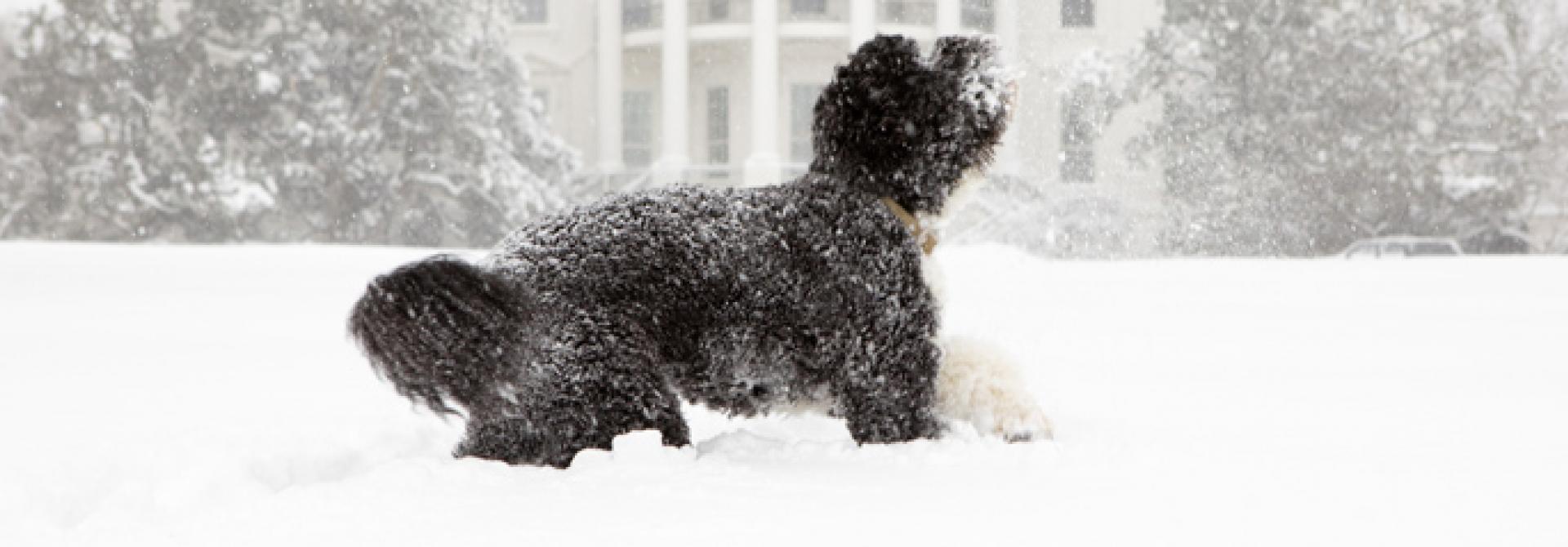 Bo_plays_in_the_snow-Pete-Souza_s.jpg