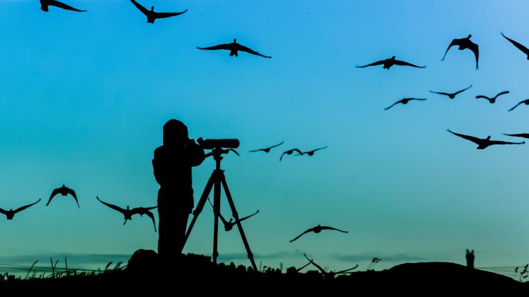 Silhouette eines Birders vor fliegenden Vögeln