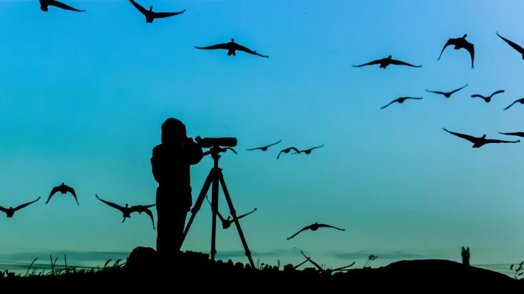 56117df13182b1b63fd17826fc93b26de9589c59 Silhouette eines Birders vor fliegenden Vögeln