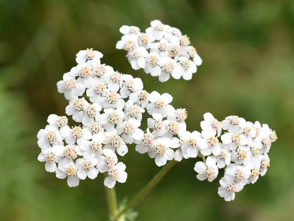 shutterstock_2362578675 Wildstaude des Jahres: die Wiesen-Schafgarbe