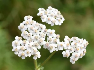 Die mehrjährige Wiesen-Schafgarbe ist oft am Wegesrand zu finden und für Insekten eine begehrte Nahrungsquelle.