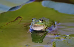 Frösche sind faszinierende Amphibien mit einer besonderen Lebensweise, die sich durch ihre Metamorphose, ihre Vielfalt an Anpassungen und ihre wichtige Rolle in Ökosystemen auszeichnet.