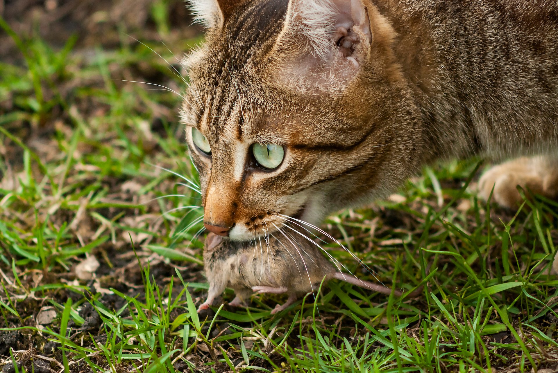 Braucht es in der Schweiz eine Katzensteuer?
