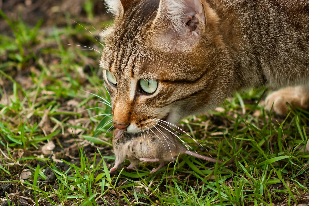 shutterstock_1727086123 Braucht es in der Schweiz eine Katzensteuer?