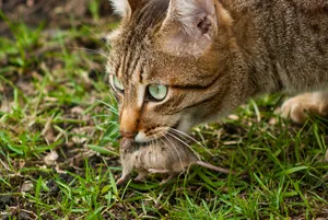 Der Jagdtrieb der Katzen ist nicht unproblematisch, besonders wenn sie sich unkontrolliert vermehren können.