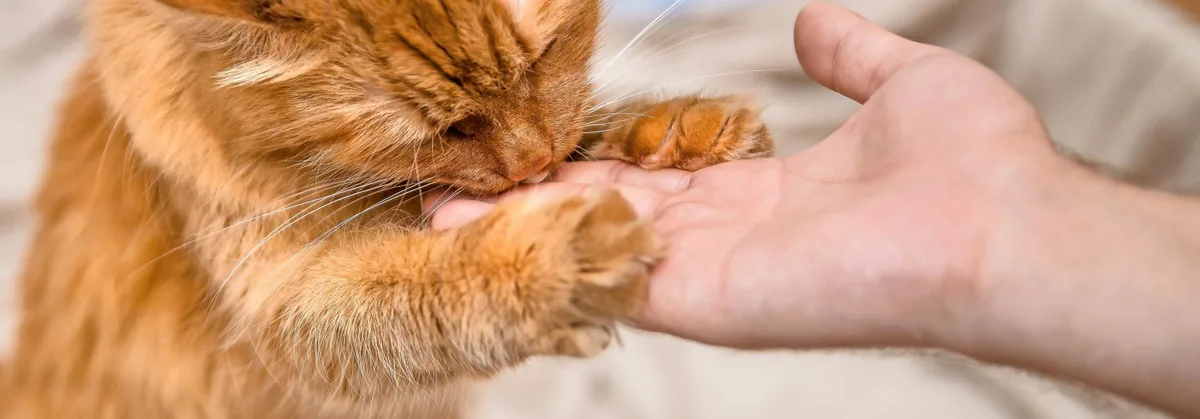 21b17160de7facbf7435b649bde3bb32151e45a8 Katze frisst aus Hand