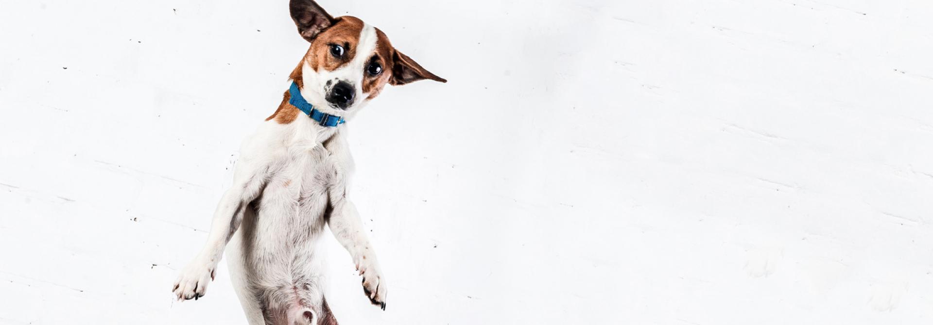 hund-adhs.jpg