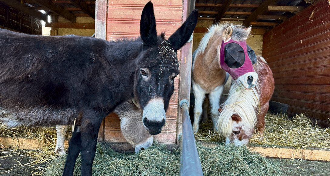 Wendy Welt schenkt Ponys ein neues Leben