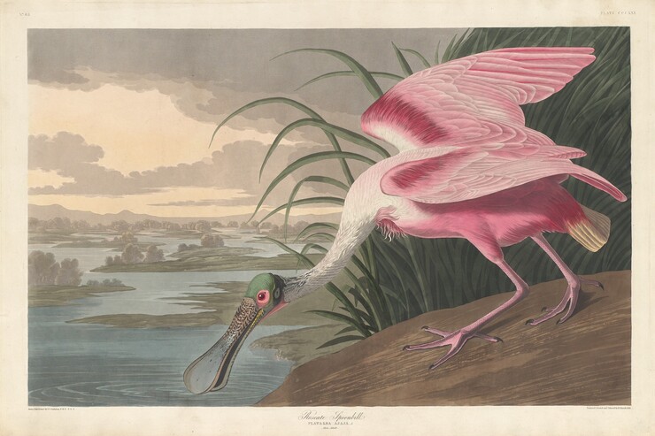 Fantastische Vogelbilder im «Birds of America»