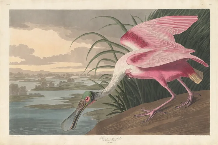 Bird_of_America_3 Fantastische Vogelbilder im «Birds of America»