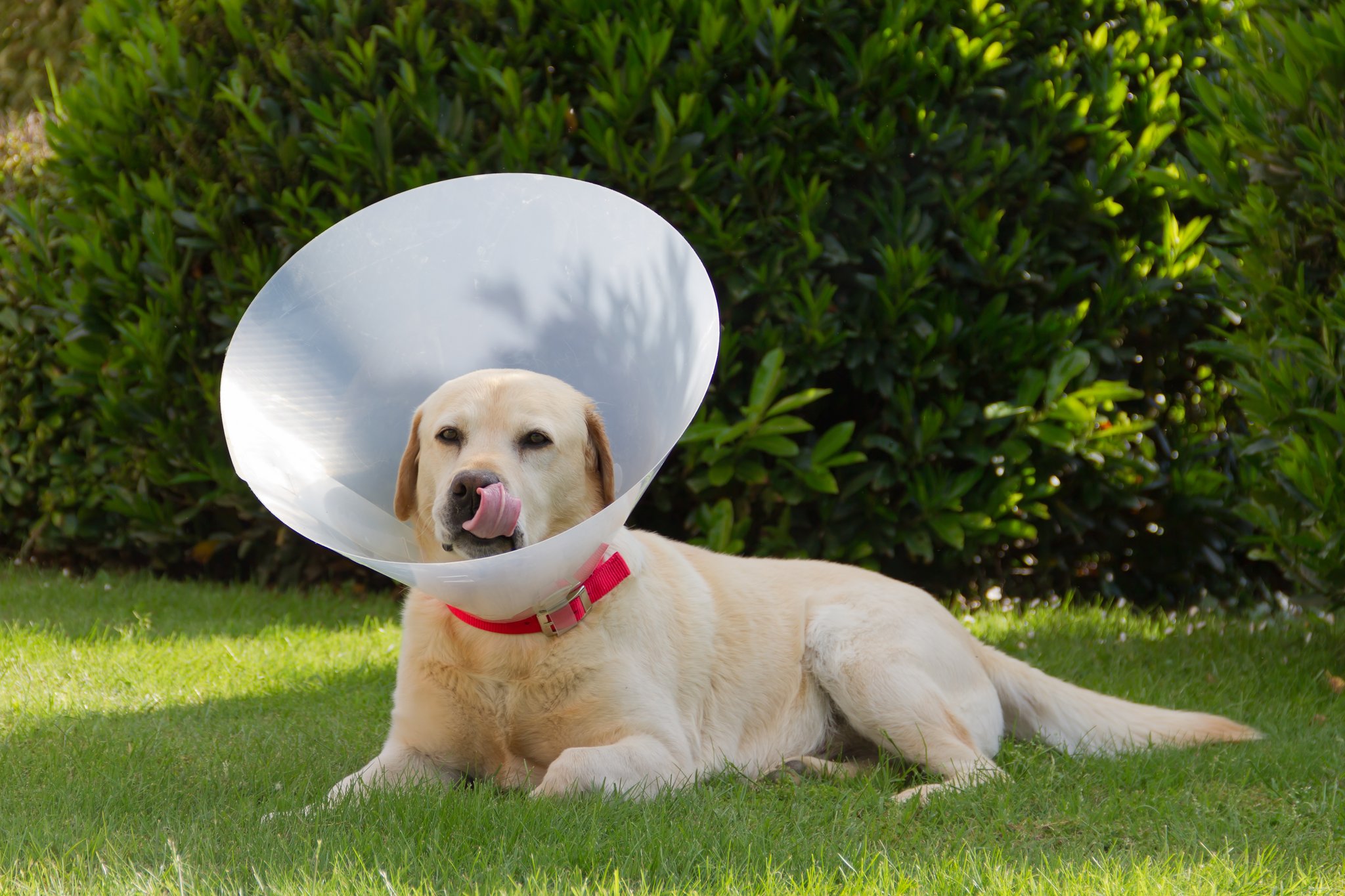 Warum Hunde ihre Wunden lecken