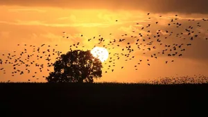 Rätsel um tote Zugvögel: Stare fliegen in dichten Schwärmen und sehr schnell. Wenn ein Greifvogel sie aufgeschreckt hat, könnten sie in einen vorbeifahrenden Lastwagen geflogen sein (Themenbild).