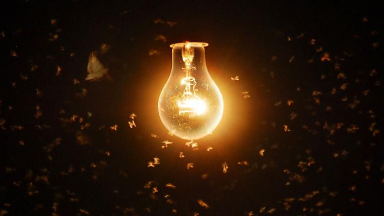 kuenstliches-licht-schlecht-fuer-nachtaktive-tiere.jpg