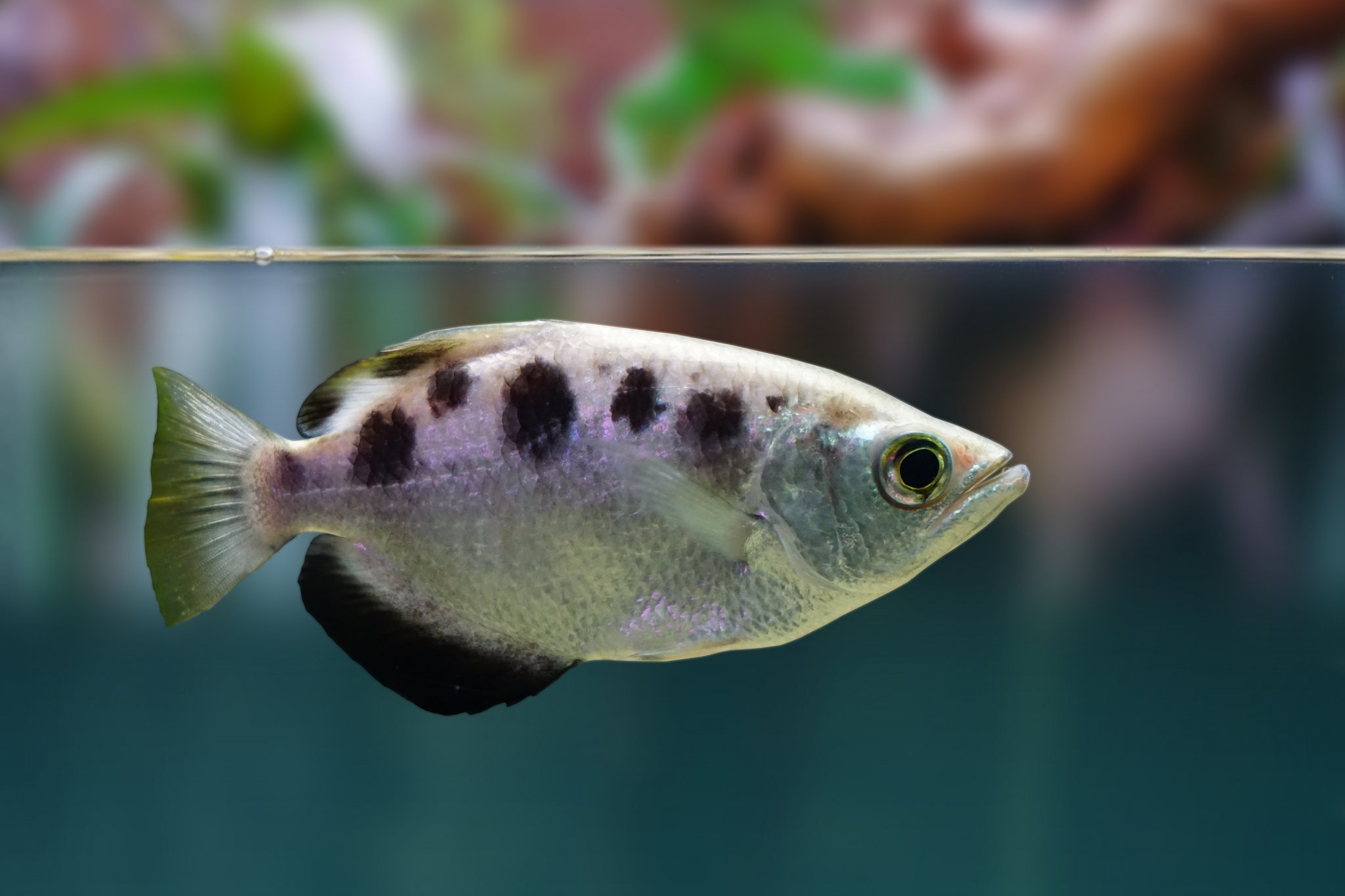 Schützenfisch: Schiesswütiger Fisch