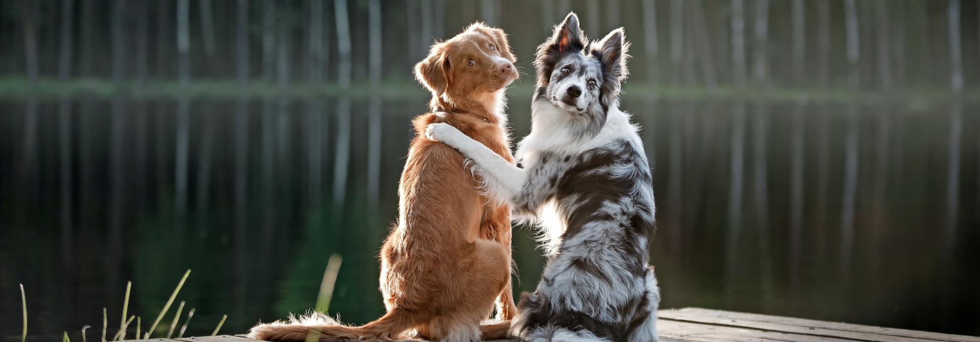 Zwei Hunde am See