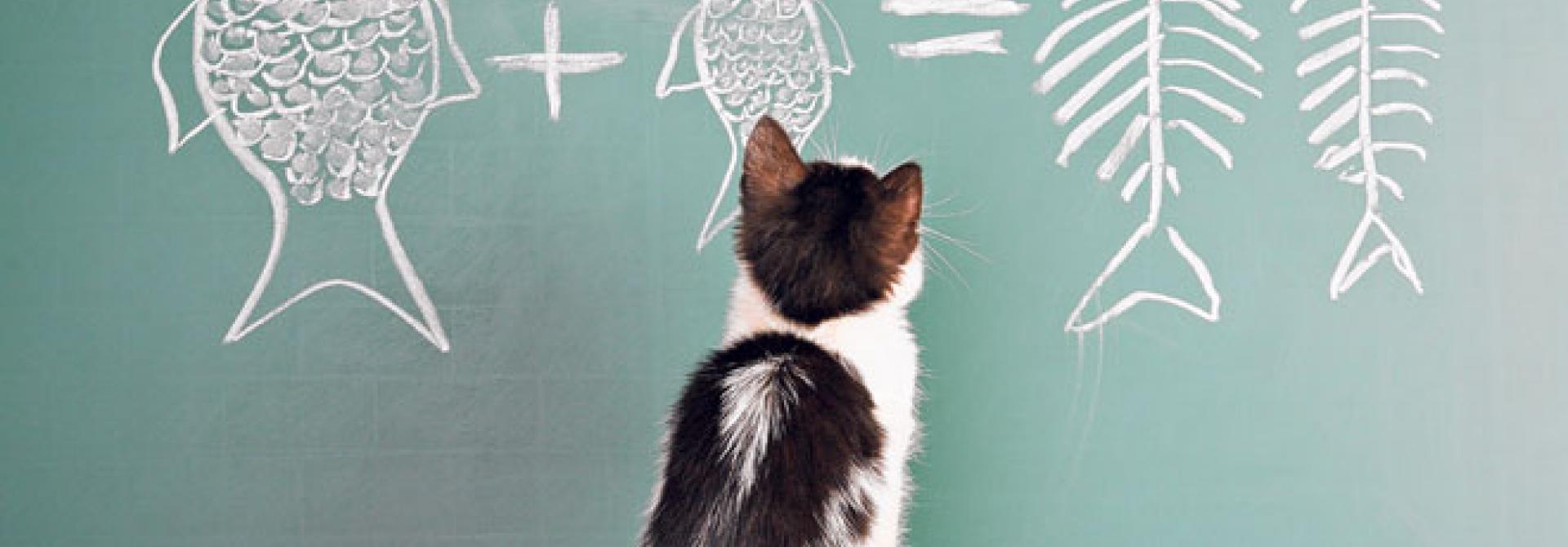 Katze-lernfaehig.jpg