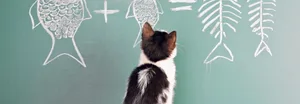 Auch wenn oft anderes behauptet wird: Eine Katze ist lernfähig.