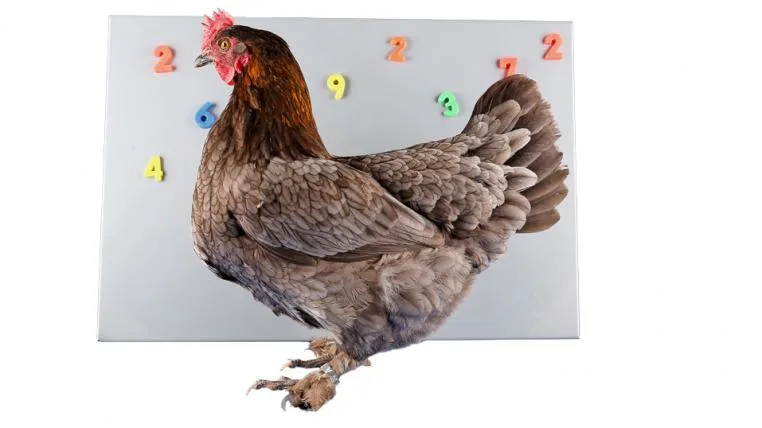 f16c0cc8b56c4da74df5cb26e8d24acc7d9f3a11 Huhn vor Nummern