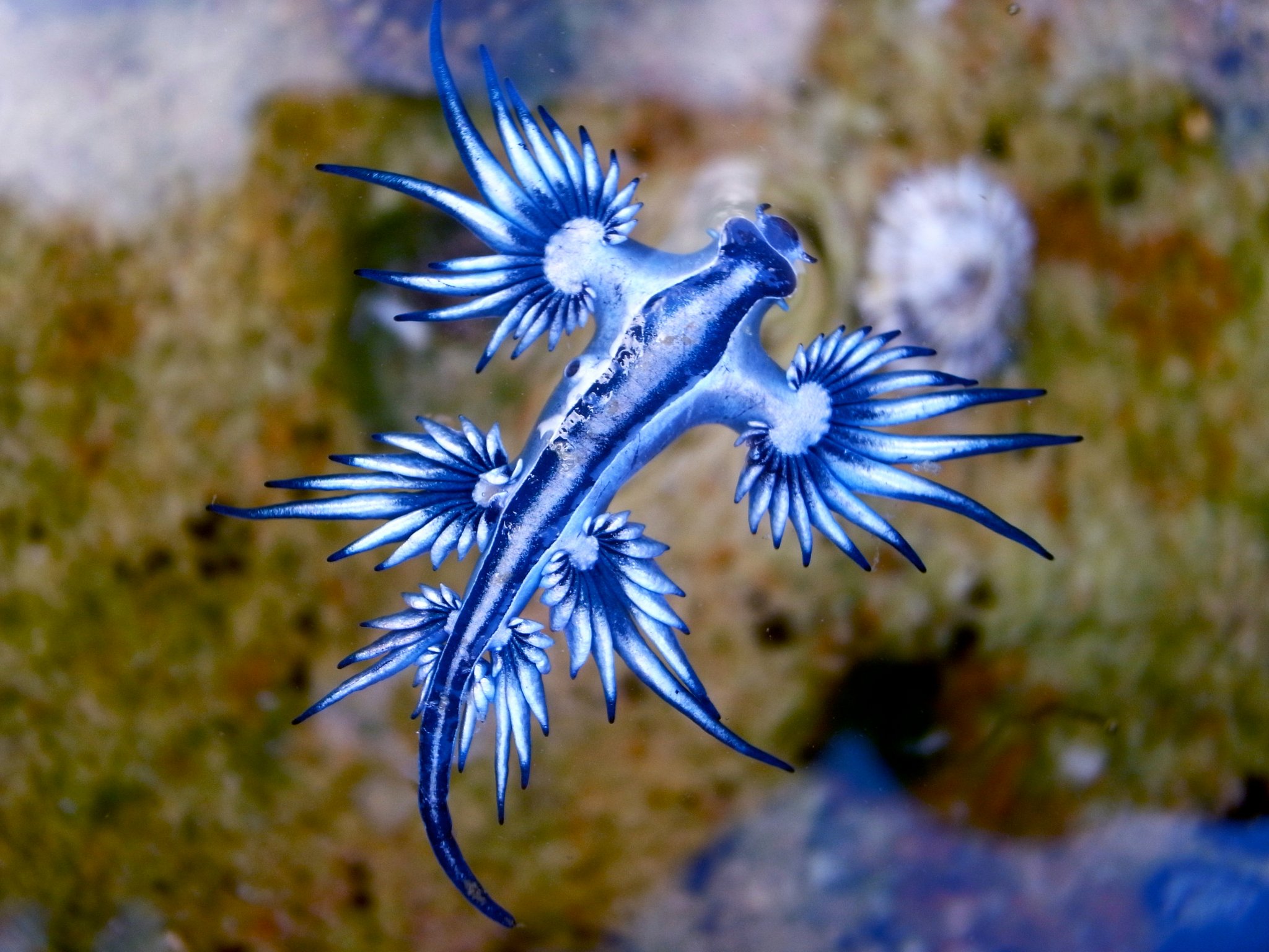 Die blaue Ozeanschnecke: Giftige Schönheit