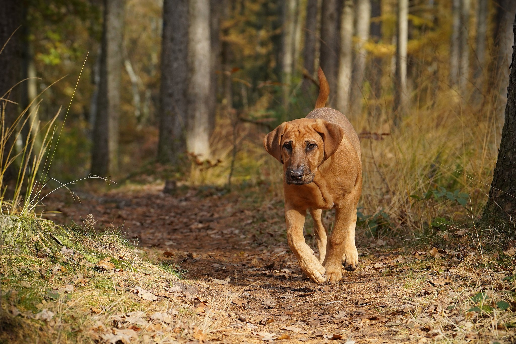 Broholmer: Der sanfte Riese unter den Hunden – Alles über diese seltene Rasse