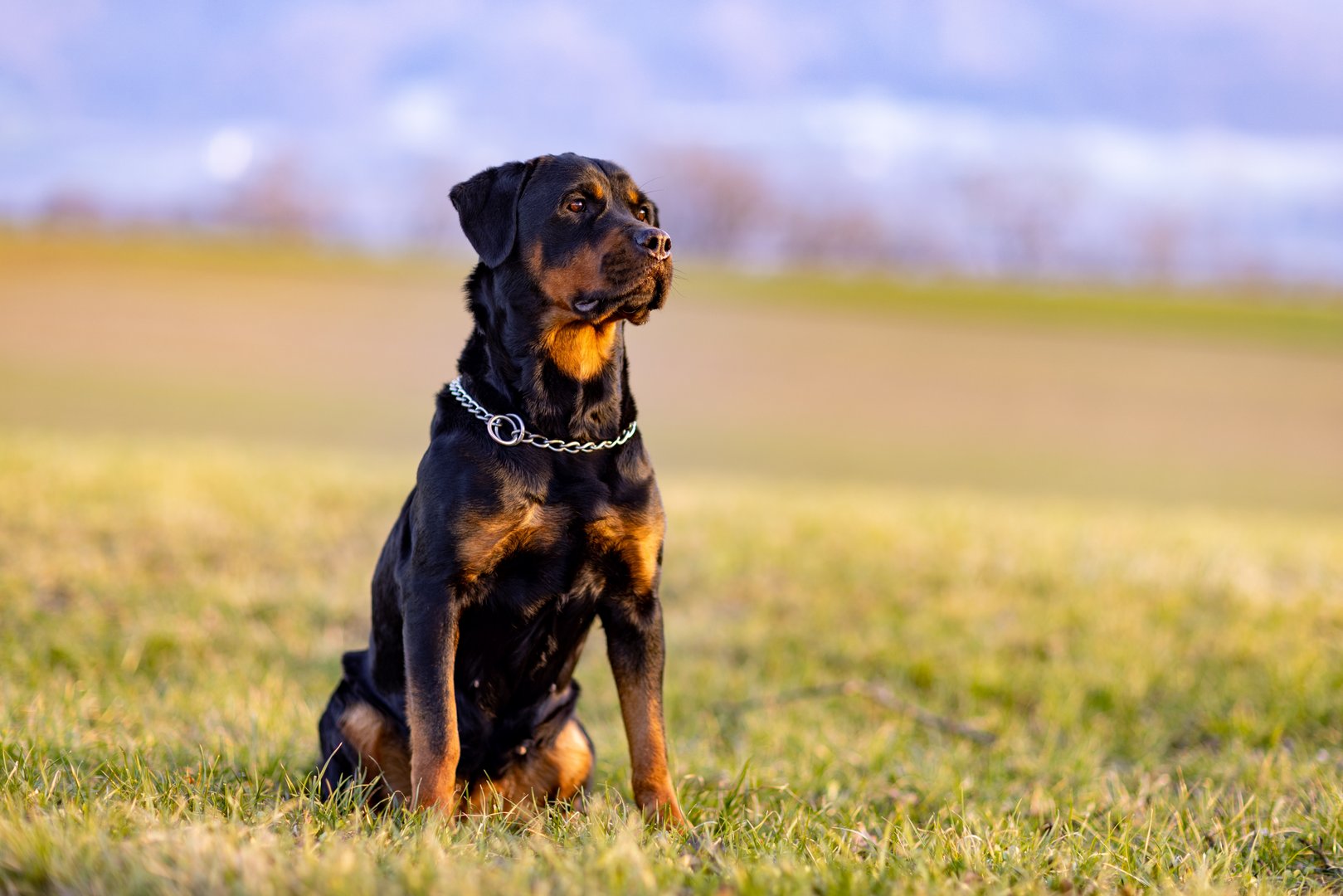 Dr. Peter Spork: Aggression beim Hund kommt nicht aus den Genen, sondern vom Menschen