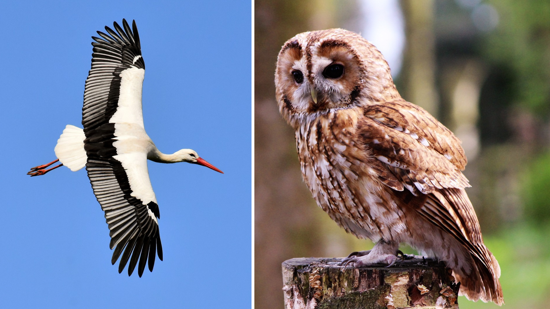 Vögel sollen besser vor Stromschlägen geschützt werden