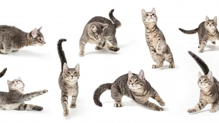 7d3c716f0819fc1afb7c4bd3f988052b09d77f1e Katzenbaby