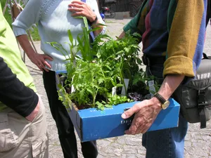 Setzlinge warten auf motivierte GärtnerInnen.