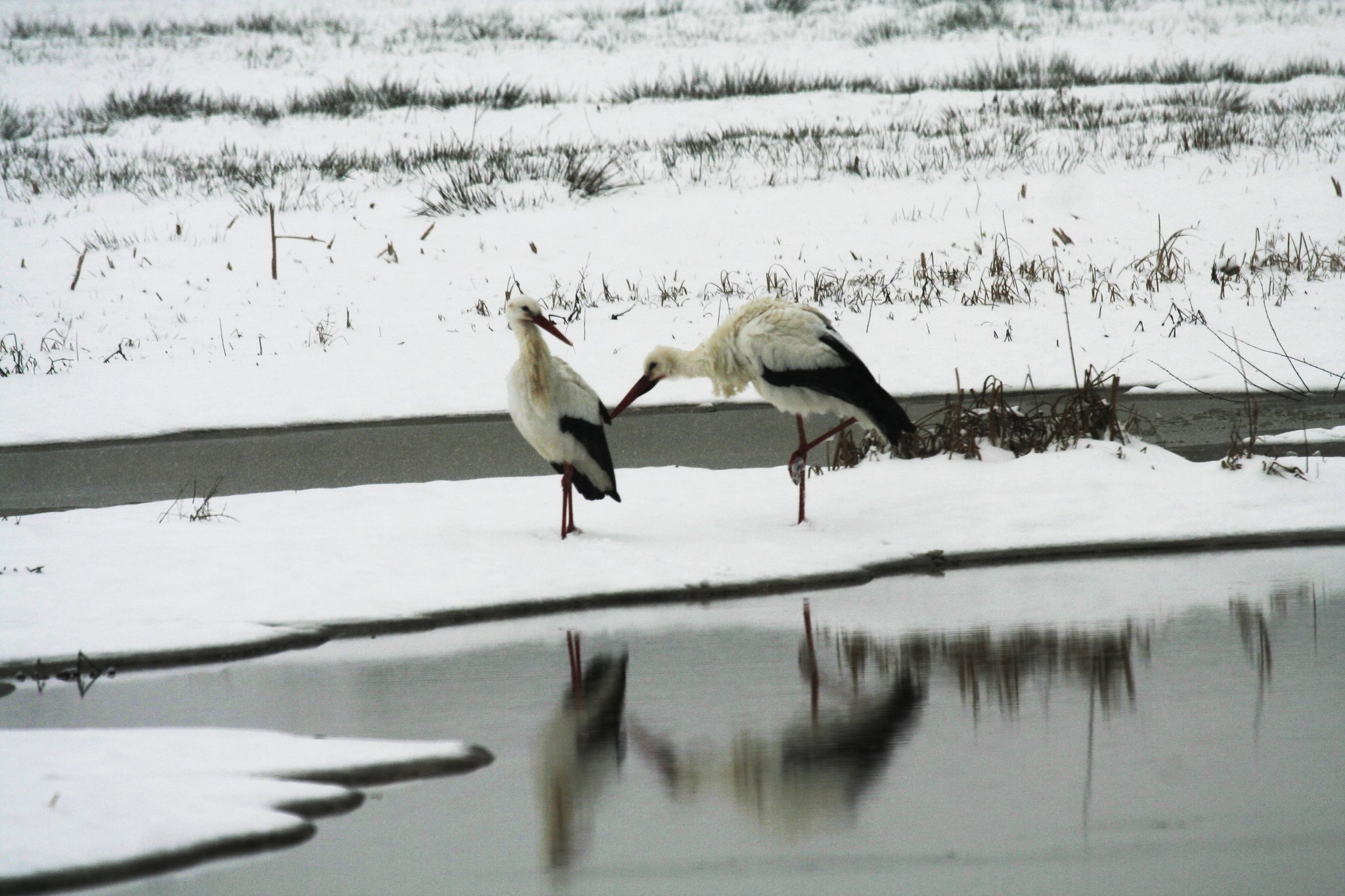 Winterstörche