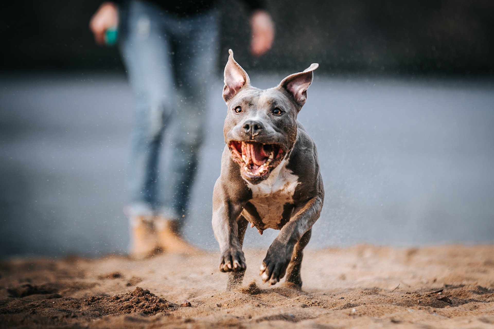«Das Gespann Mensch und Hund muss stimmen.»