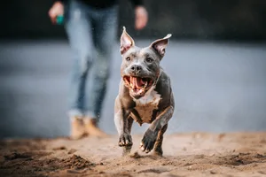 Wie gefährlich ein Hund tatsächlich ist, ist stark von seinem Halter abhängig.