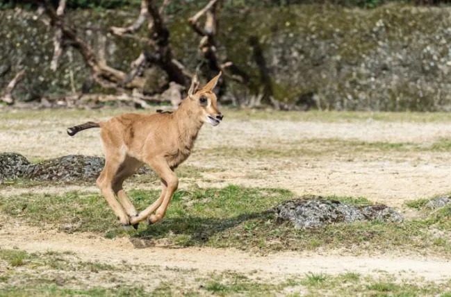 021ed1e714889f2cbbb8f482fc4d4601d3f1402c 1rappenantilopen_jungtiere_ZOB7920.jpg