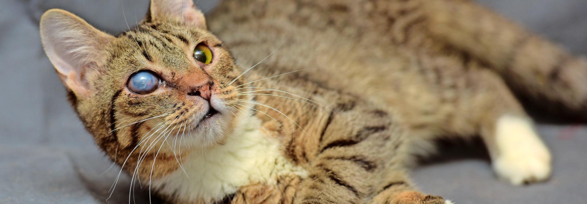 Katze mit künstlicher Linse