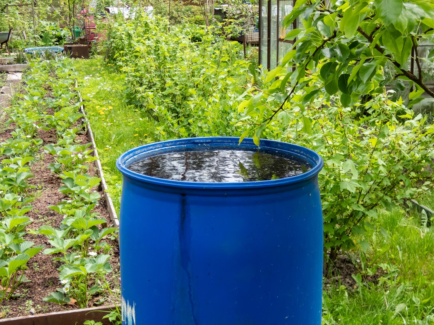 Gartenbewässerung mit Regenwasser: Gut für Umwelt und Geldbeutel